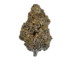 purple og strain
